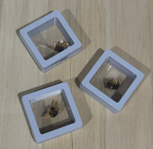 Load image into Gallery viewer, Rutile in case