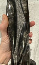 Load image into Gallery viewer, Fossil Orthoceras Tower