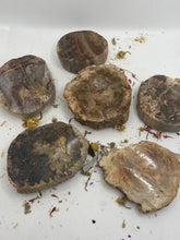 Load image into Gallery viewer, Petrified Wood Slabs