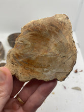 Load image into Gallery viewer, Petrified Wood Slabs