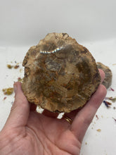 Load image into Gallery viewer, Petrified Wood Slabs