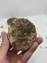 Load image into Gallery viewer, Petrified Wood Slabs