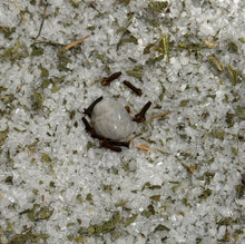 Load image into Gallery viewer, Cleanse and Renew Bath Salts