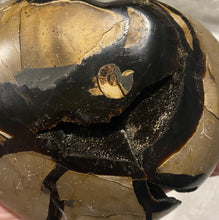 Load image into Gallery viewer, Black Septarian Heart