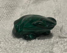 Load image into Gallery viewer, Malachite frog