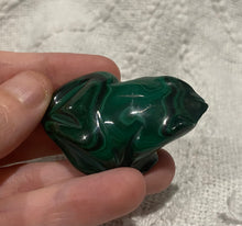 Load image into Gallery viewer, Malachite frog