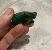Load image into Gallery viewer, Malachite frog