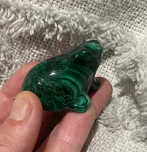 Load image into Gallery viewer, Malachite Frog