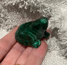 Load image into Gallery viewer, Malachite Frog