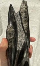 Load image into Gallery viewer, Fossil Orthoceras Tower
