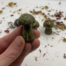Load image into Gallery viewer, Dragonsblood mushrooms
