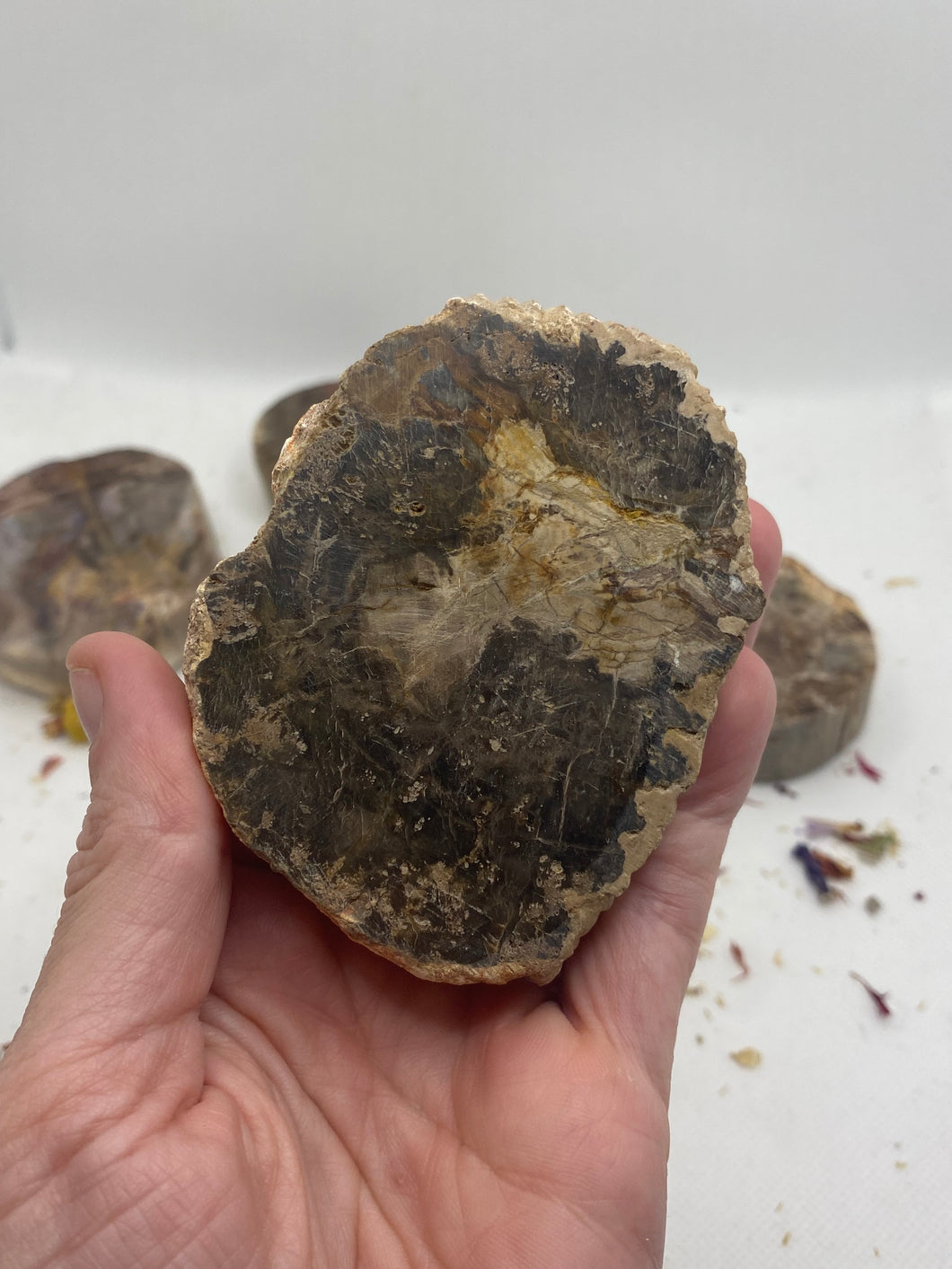 Petrified Wood Slabs