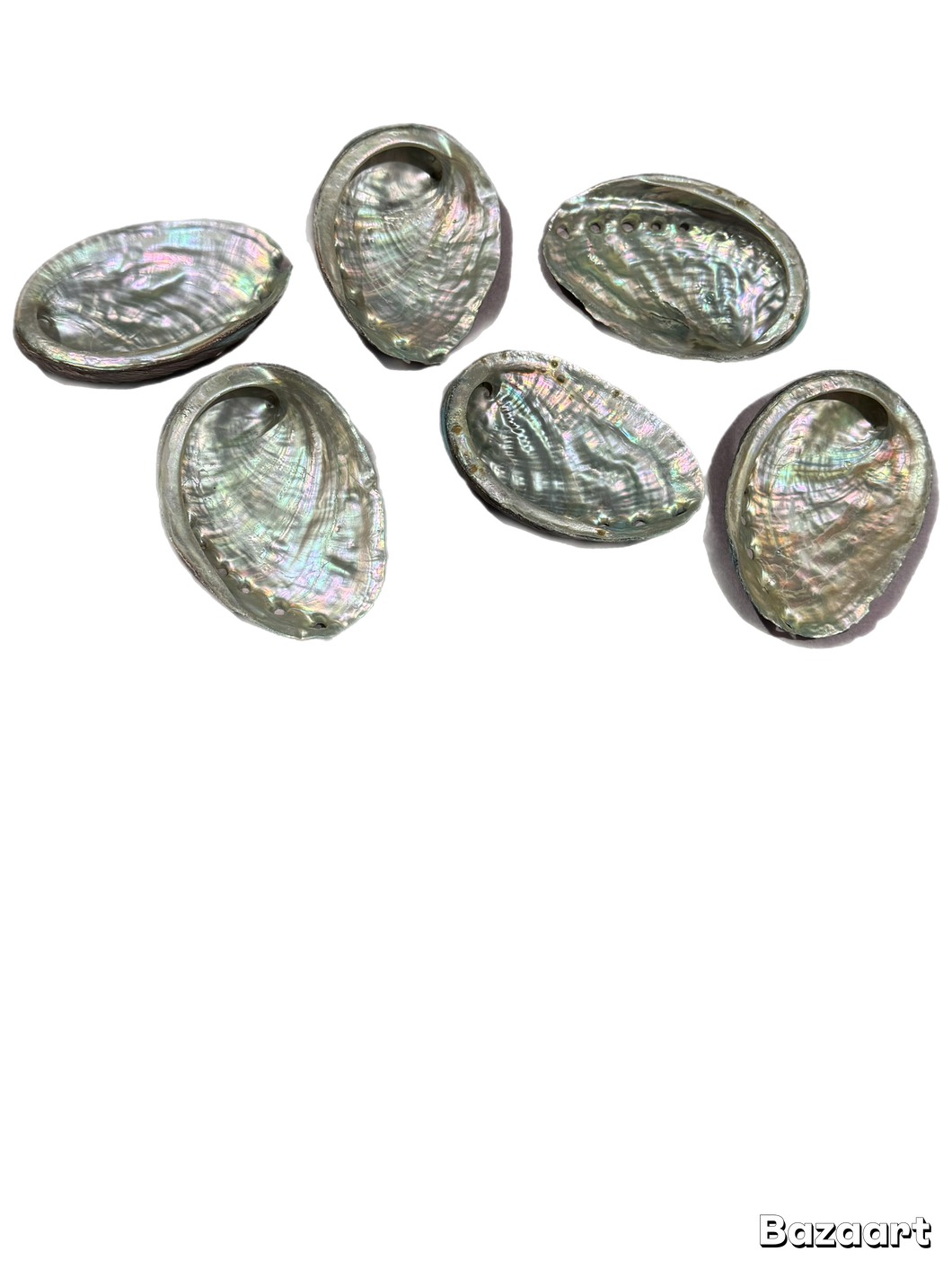 Abalone Shell